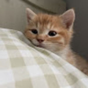 Meet your Posher, Colleen